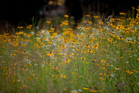 Hundredfold Beneficial Insects Mix (Bee, Butterfly, Moth, Ladybug and More) 10 Grams Cover Crop Seeds - Non-GMO Untreated Flower Seeds, Cover 100 Sq Ft, for Lawn, Food Plot, Yard, Orchard or Cropland