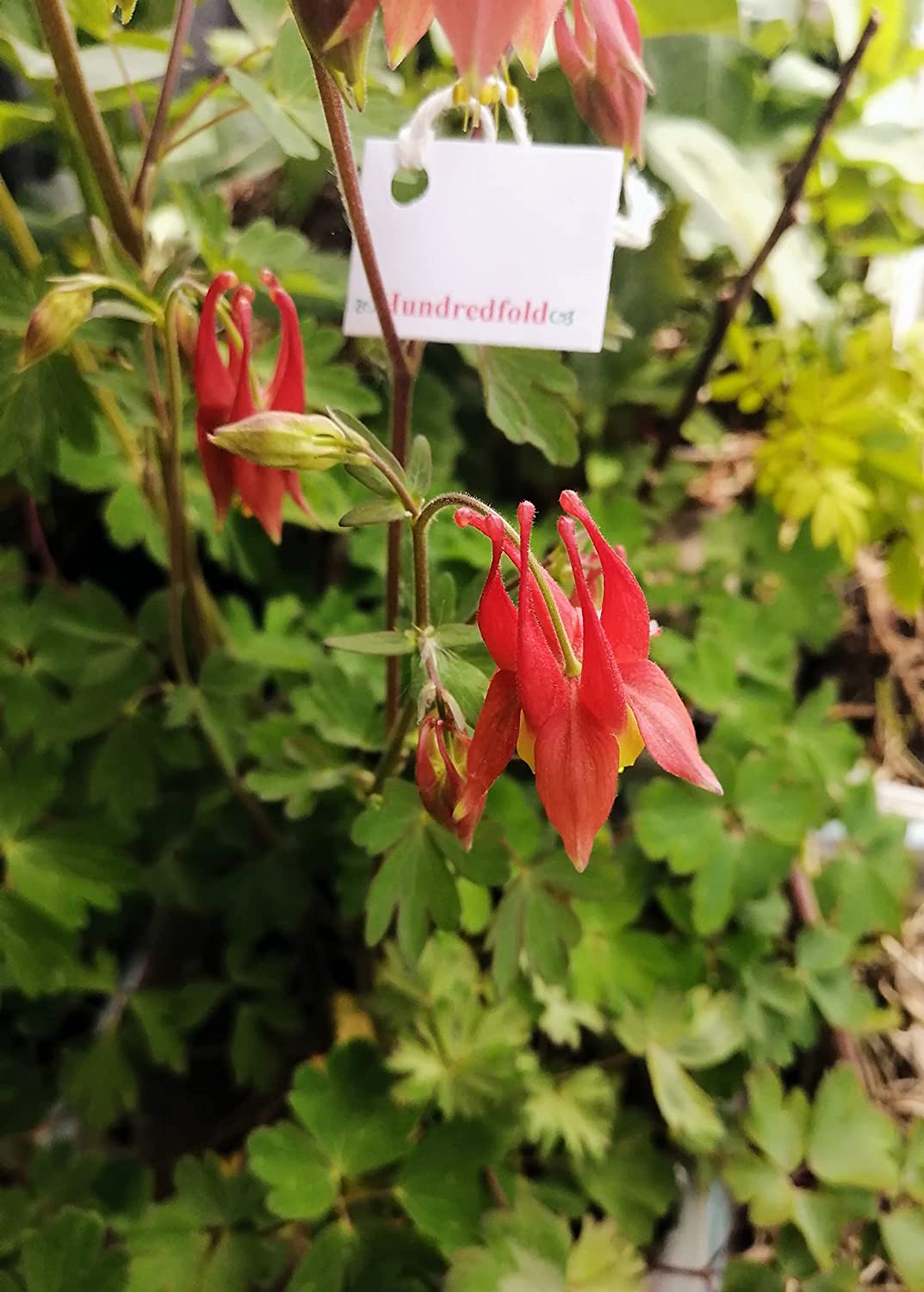 Wild Red Columbine 100 Seeds - Aquilegia Canadensis Canadian Columbine, Canada and USA Native Flower, Attracts Hummingbirds, Bees and Butterflies