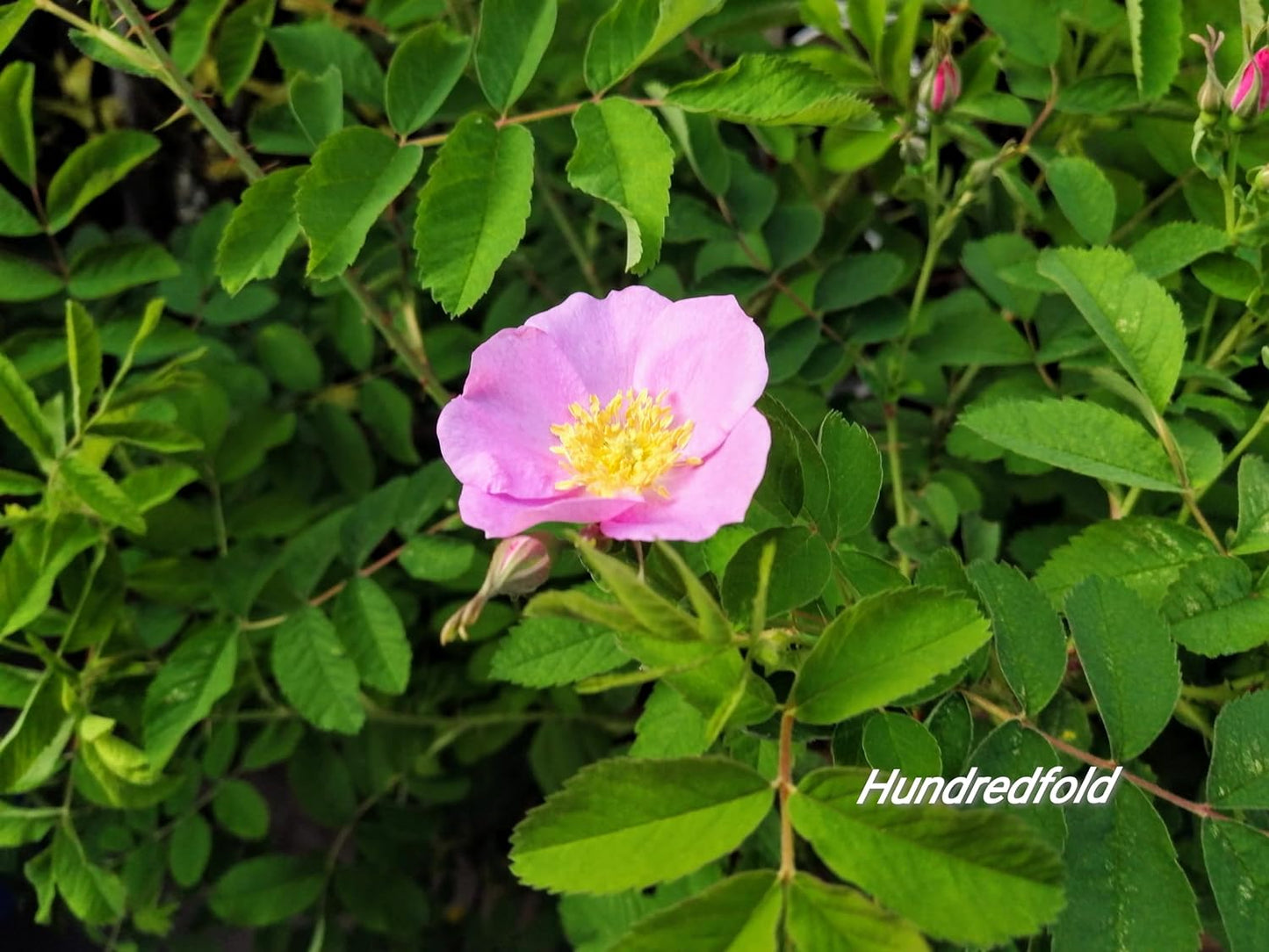 Rosier sauvage de l'Alberta (épineux) 1 bouture - Rosa acicularis Fleur sauvage indigène du Canada Racines nues Racines nues Une petite plante vivante (sans pot), produit des pousses de roses comestibles pour le thé et la confiture 