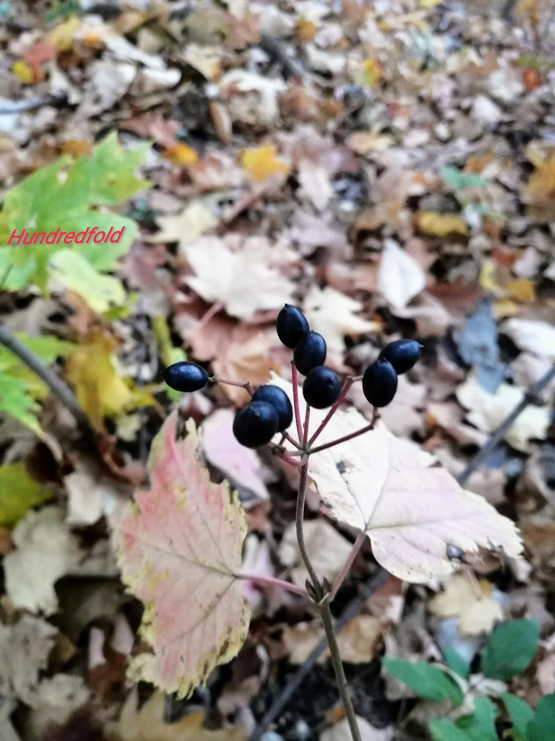 Hundredfold Mapleleaf Viburnum 5 Seeds – Viburnum acerifolium Maple-Leaf Arrowwood, Canada Native Shrub