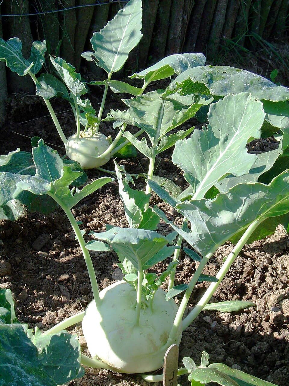 White Vienna Kohlrabi Heirloom German Turnip 200 Seeds
