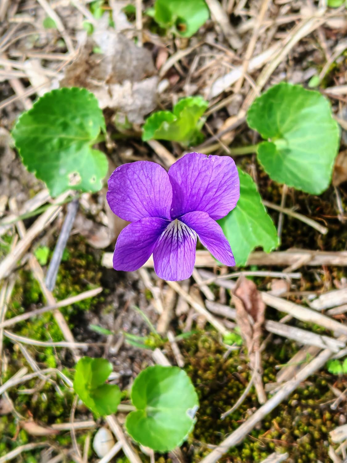 Common Blue Violet Bare Root 1 Cutting for Planting - Non-GMO Bare Rooted Live-Plant for Garden & Patio Container, Not in a Pot
