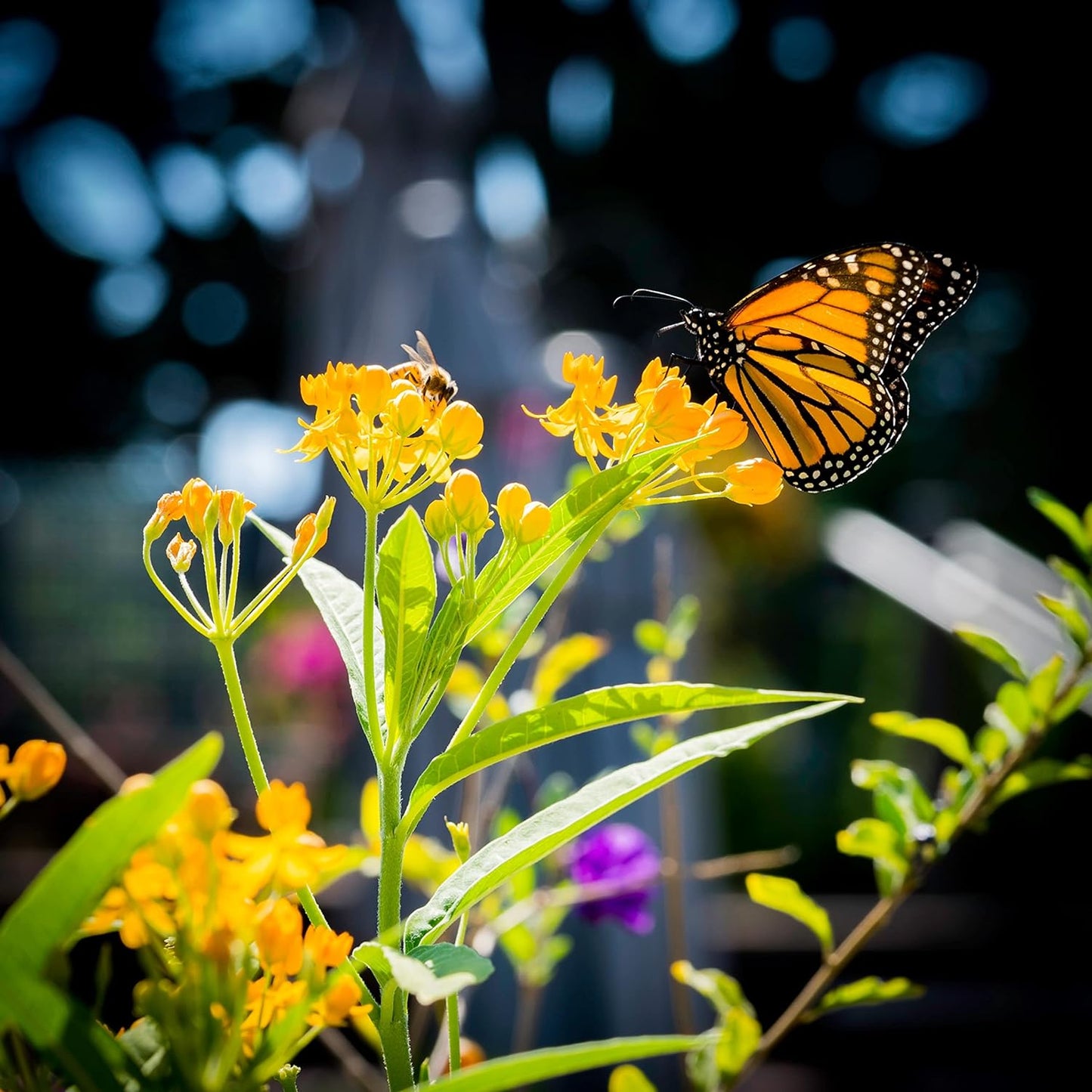 Asclépiade tubéreuse au centuple 50 graines de fleurs – Asclepias tuberosa, racine de pleurésie d'asclépiade orange indigène des États-Unis et du Canada, plante hôte des larves de papillon monarque 