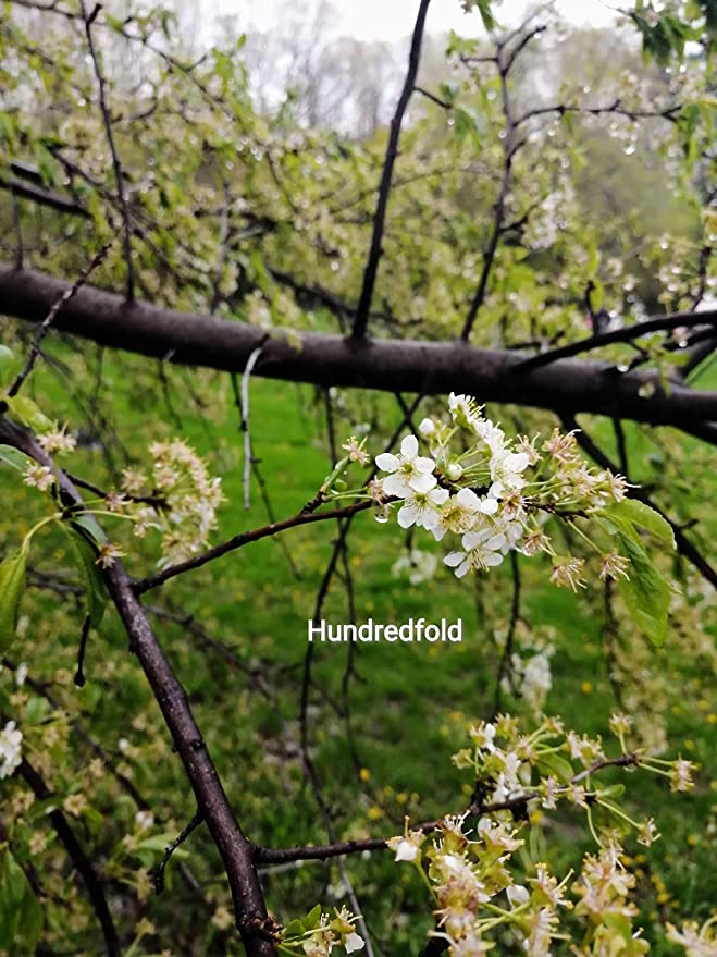 Hundredfold Pin Cherry 1 Seedling - Prunus pensylvanica Bird Cherry Fire Cherry Wild Cherry Canada Native Small Tree or Shrub, No Pot, Ontario Grown