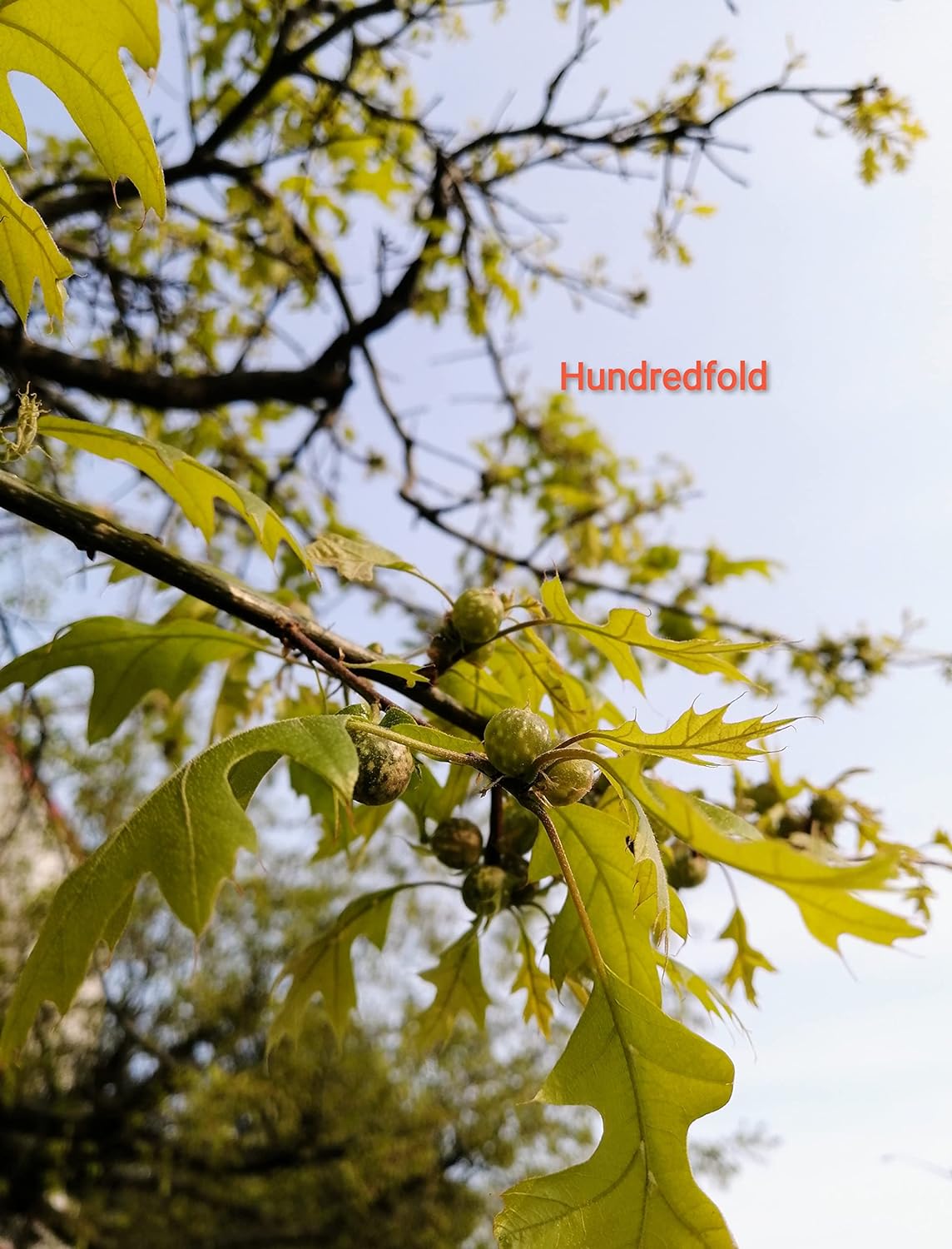 Hundredfold Pin Oak 3 Tree Nut Acorn Seeds - Quercus palustris North America Native, Swamp Spanish Oak, Medium Lawn Tree & Shade Tree, Beautiful Fall Color