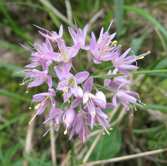 Oignon des prairies 100 graines - Allium stellatum Herbe vivace indigène des États-Unis formant du gazon 