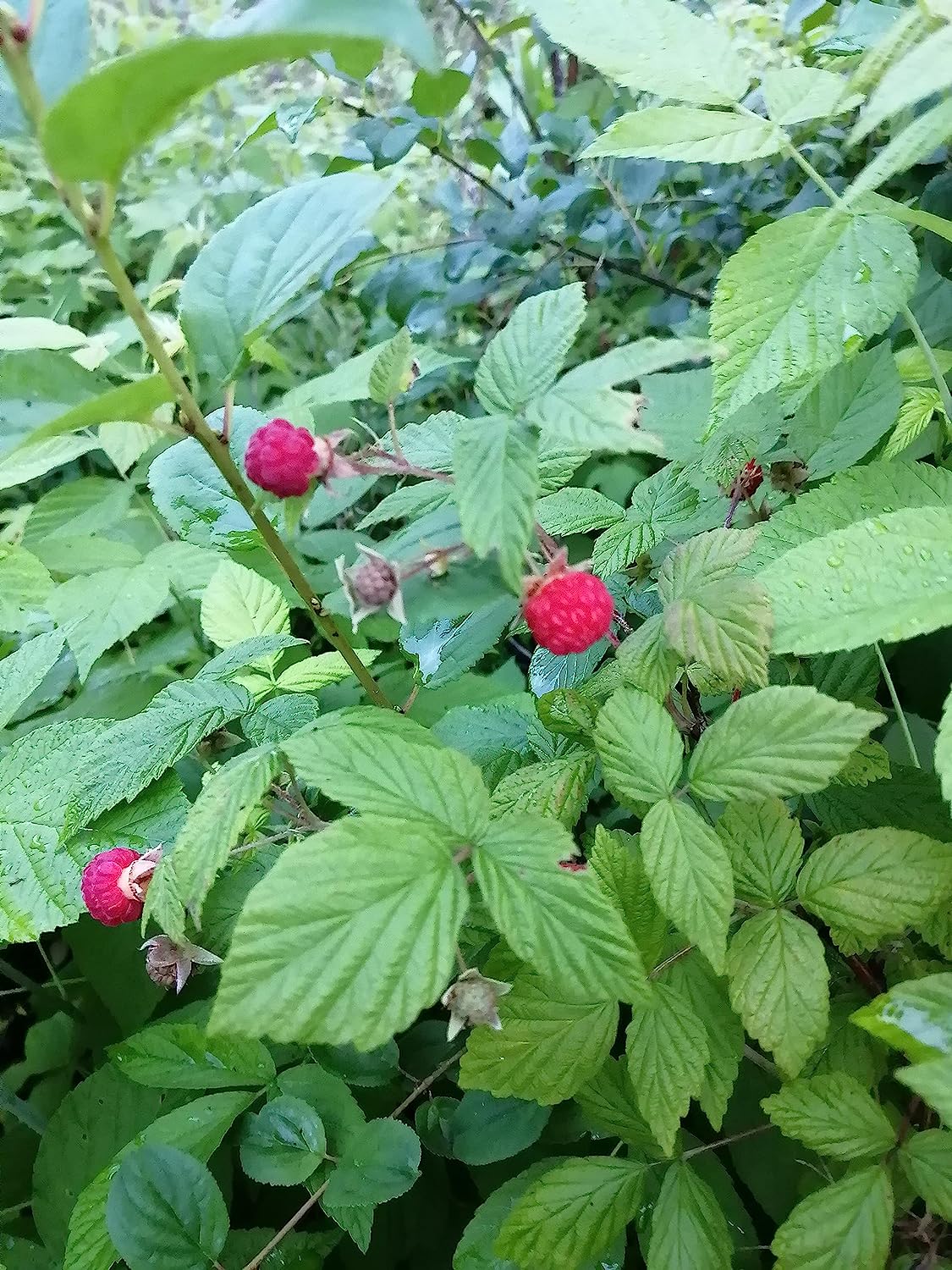 Hundredfold Wild Red Raspberry 20 Seeds - Rubus idaeus Canada Native Fruit Shrub Bramble, Ontario Grown