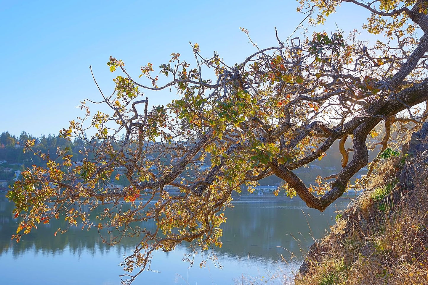 Chêne de Garry centuple Chêne blanc de l'Oregon 3 glands - Quercus garryana Arbre indigène de la côte pacifique de la Colombie-Britannique en Californie 
