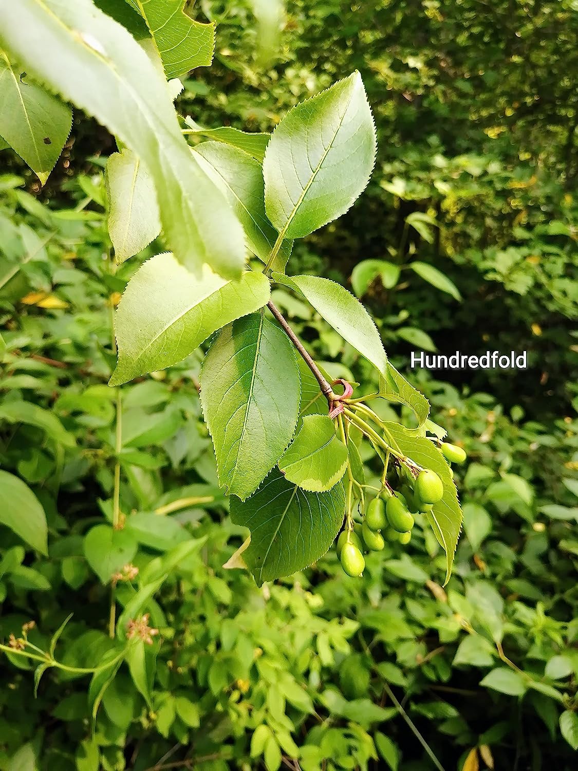 Hundredfold Nannyberry 10 Shrub/Small Tree Seeds - Viburnum lentago Non-GMO, Sweet Viburnum, Nanny Berry Sheepberry, Canada Native, for Edible Landscaping & Food Plot