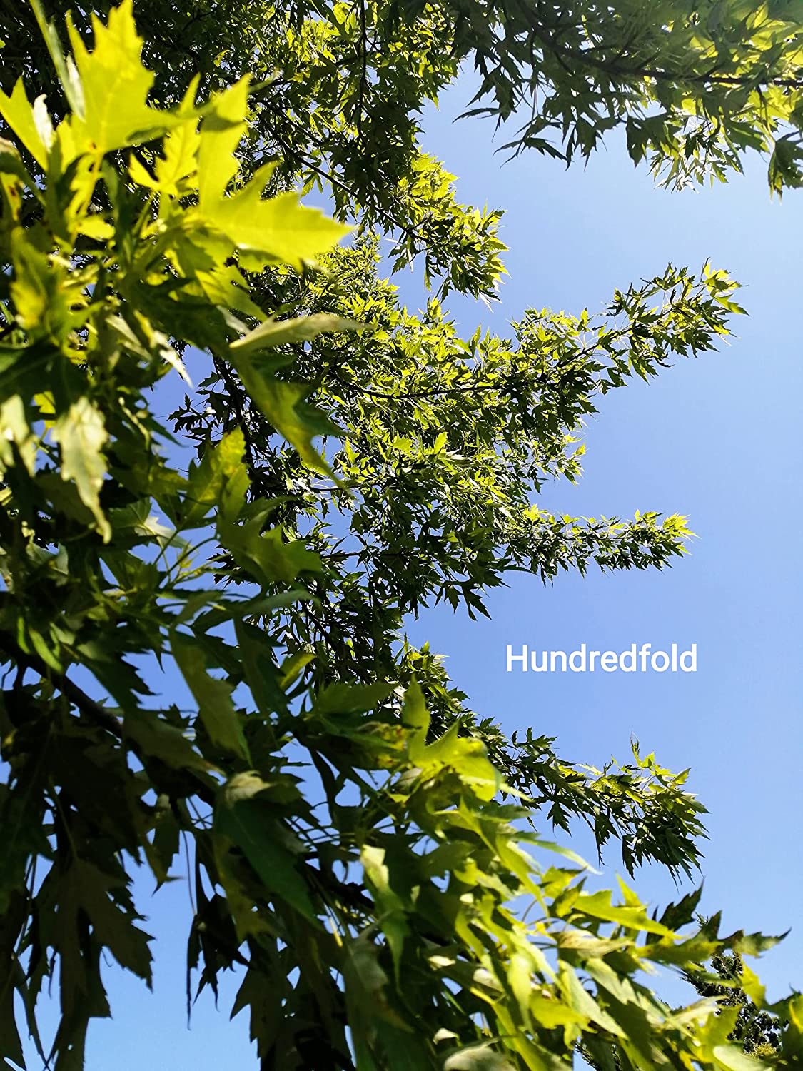 Hundredfold 10 Sliver Maple Tree Seeds - Acer saccharinum Soft Maple, White Maple