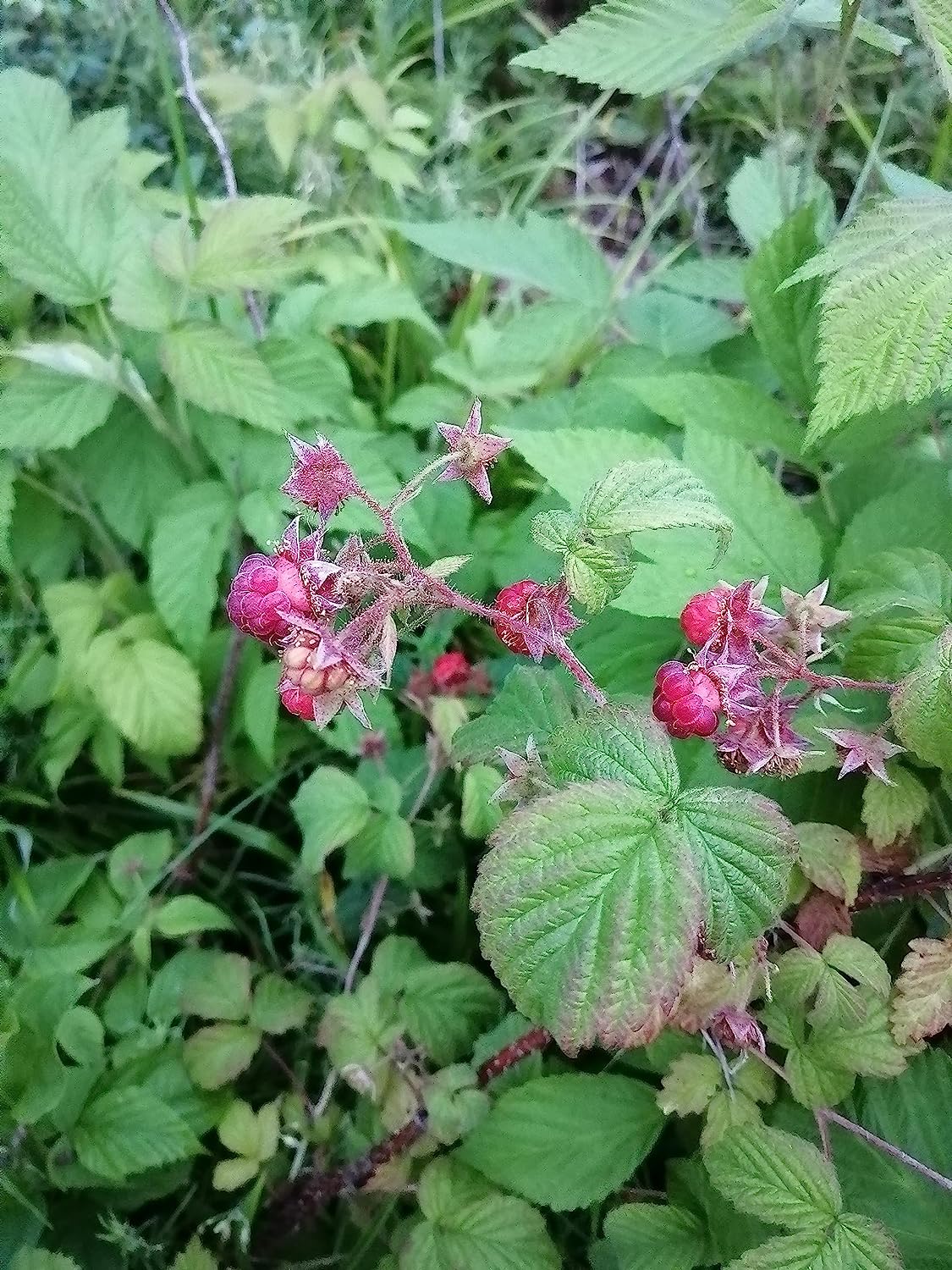 Hundredfold Wild Red Raspberry 20 Seeds - Rubus idaeus Canada Native Fruit Shrub Bramble, Ontario Grown