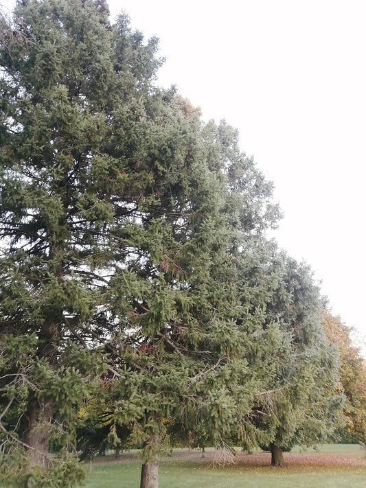 Hundredfold White Spruce 30 Seeds – Picea glauca Canada Native Tree, Evergreen Conifer for Christmas Tree or Bonsai Houseplant