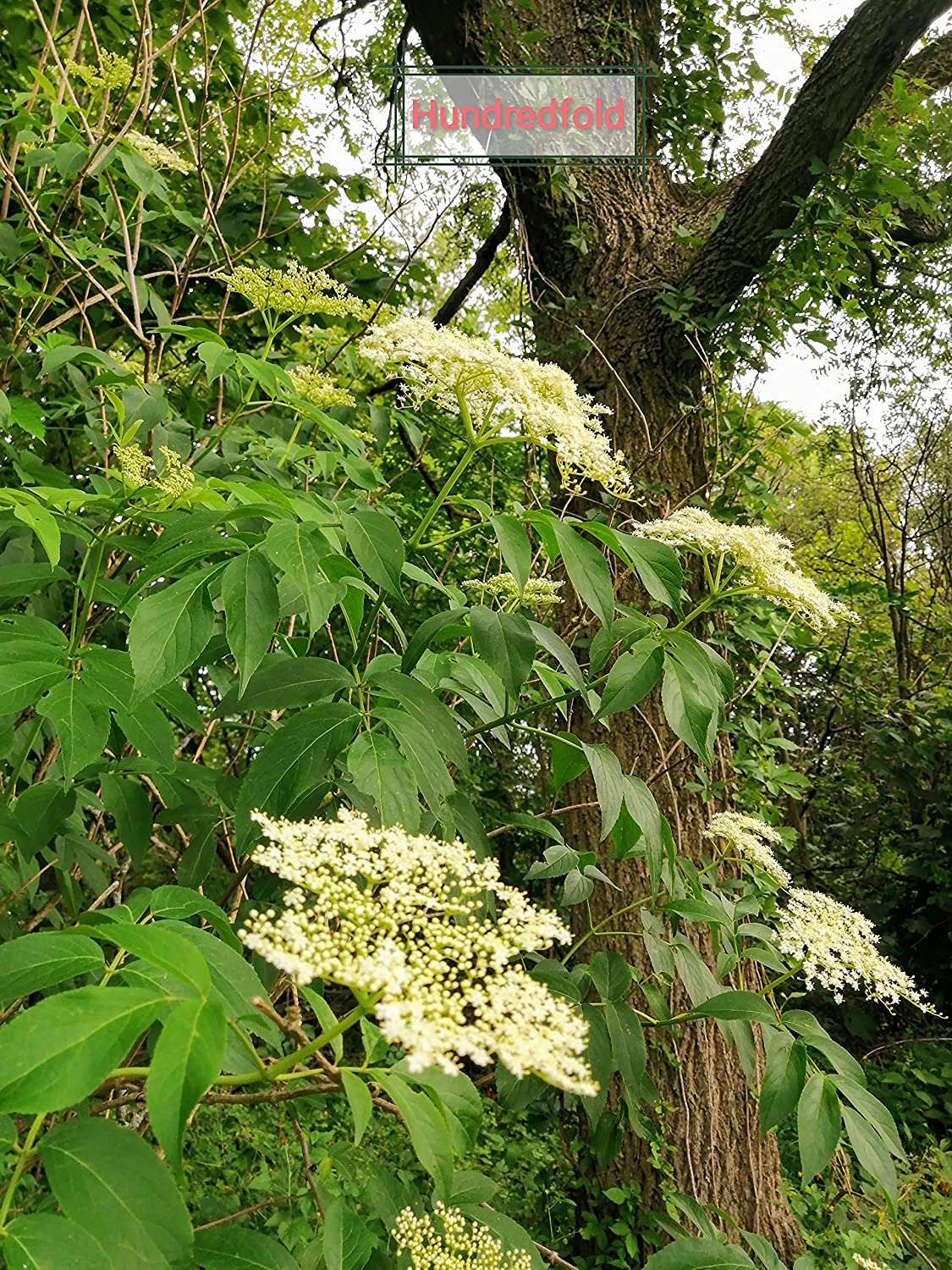 Sureau américain centuple 1 petite bouture - Sambucus Canadensis Sureau commun indigène du Canada, produisant des fleurs de sureau blanches et des baies violet foncé 