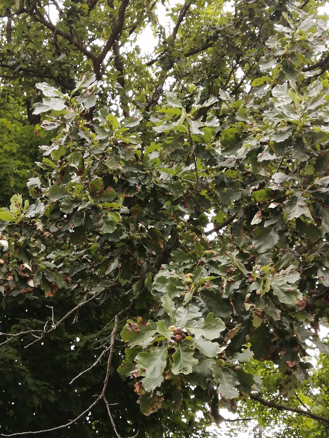 Hundredfold Swamp White Oak 4 Tree Nut Acorn Seeds - Quercus Bicolour North America Native, Bicolor Oak, Medium Specimen & Shade Tree, Beautiful Fall Color, Canada Grown