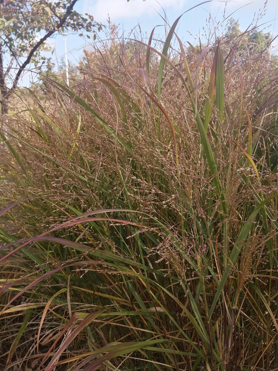 Graines de panicules Switchgrass 1/2 lb Hundredfold - Panicum virgatum Graminées ornementales en touffes, attirent les oiseaux, appréciées pour les jardins indigènes et les prairies de fleurs sauvages