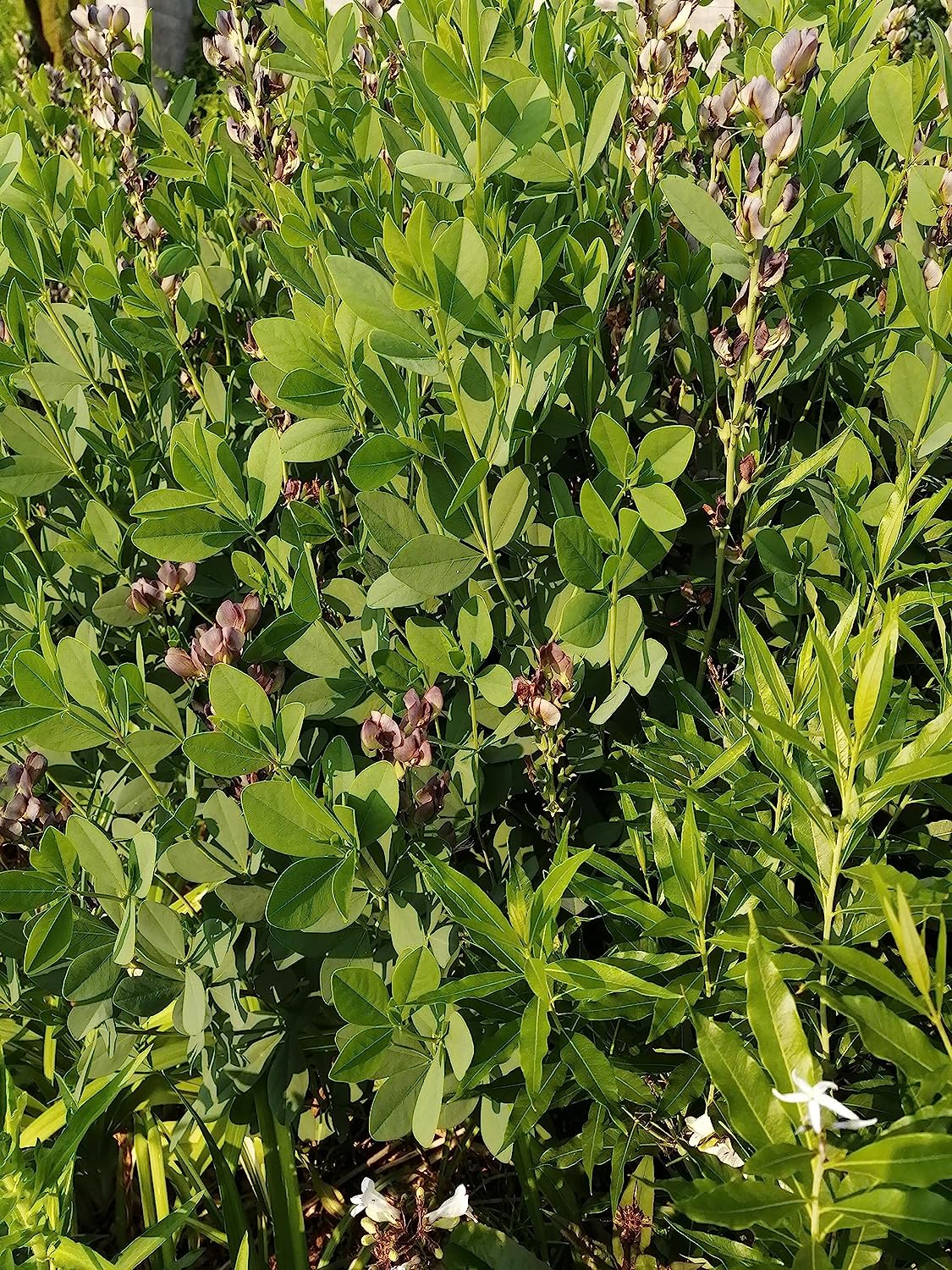 Fleur d'indigo sauvage bleu 30 graines - Baptisia Australis Fausse fleur indigo indigène des prairies 