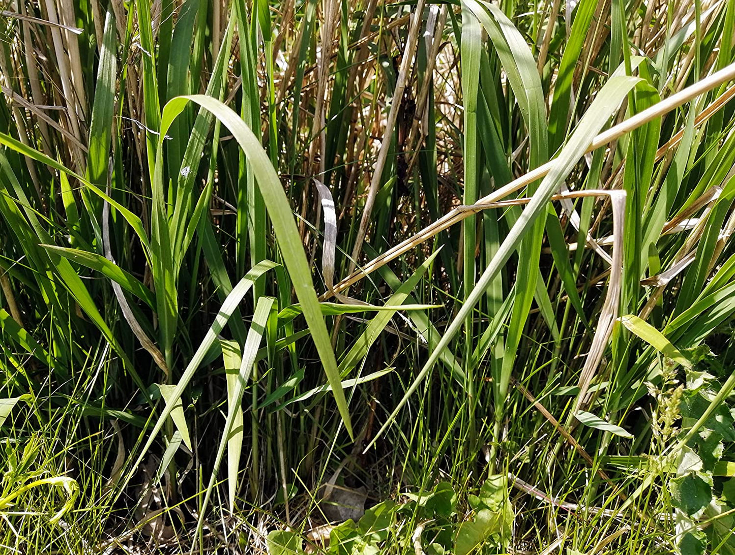Centuple 500 graines de panic raide - Panicum virgatum Graminées ornementales en touffes, attirent les oiseaux, appréciées pour les jardins indigènes et les prairies de fleurs sauvages