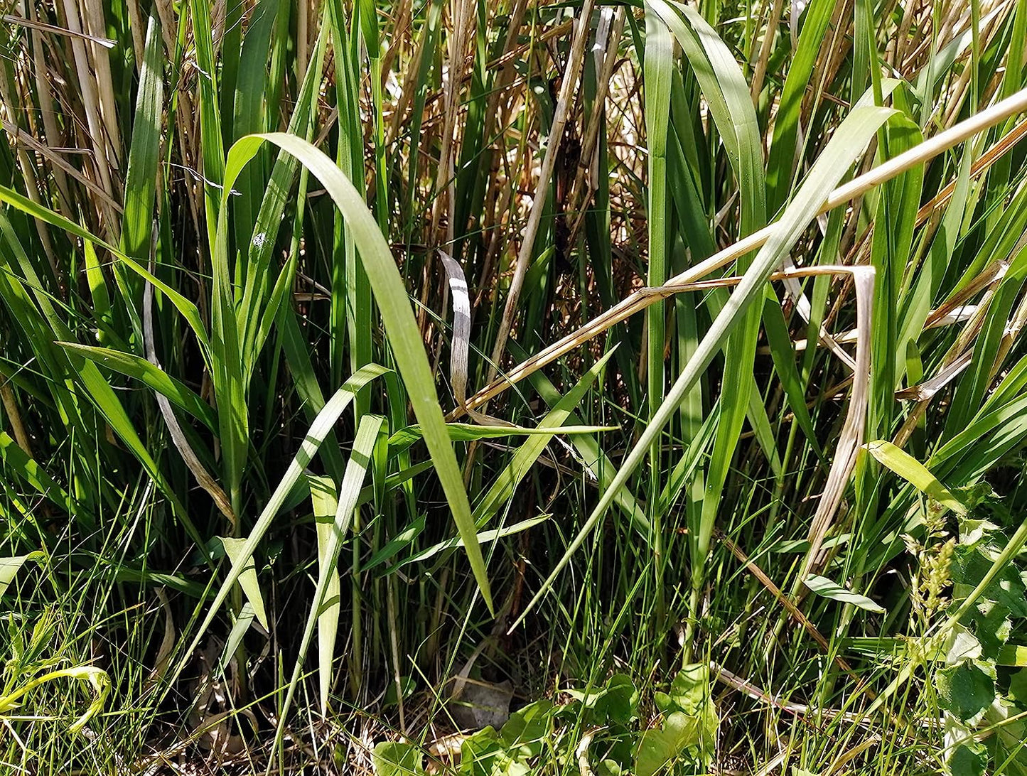 Graines de panicules Switchgrass 1/2 lb Hundredfold - Panicum virgatum Graminées ornementales en touffes, attirent les oiseaux, appréciées pour les jardins indigènes et les prairies de fleurs sauvages