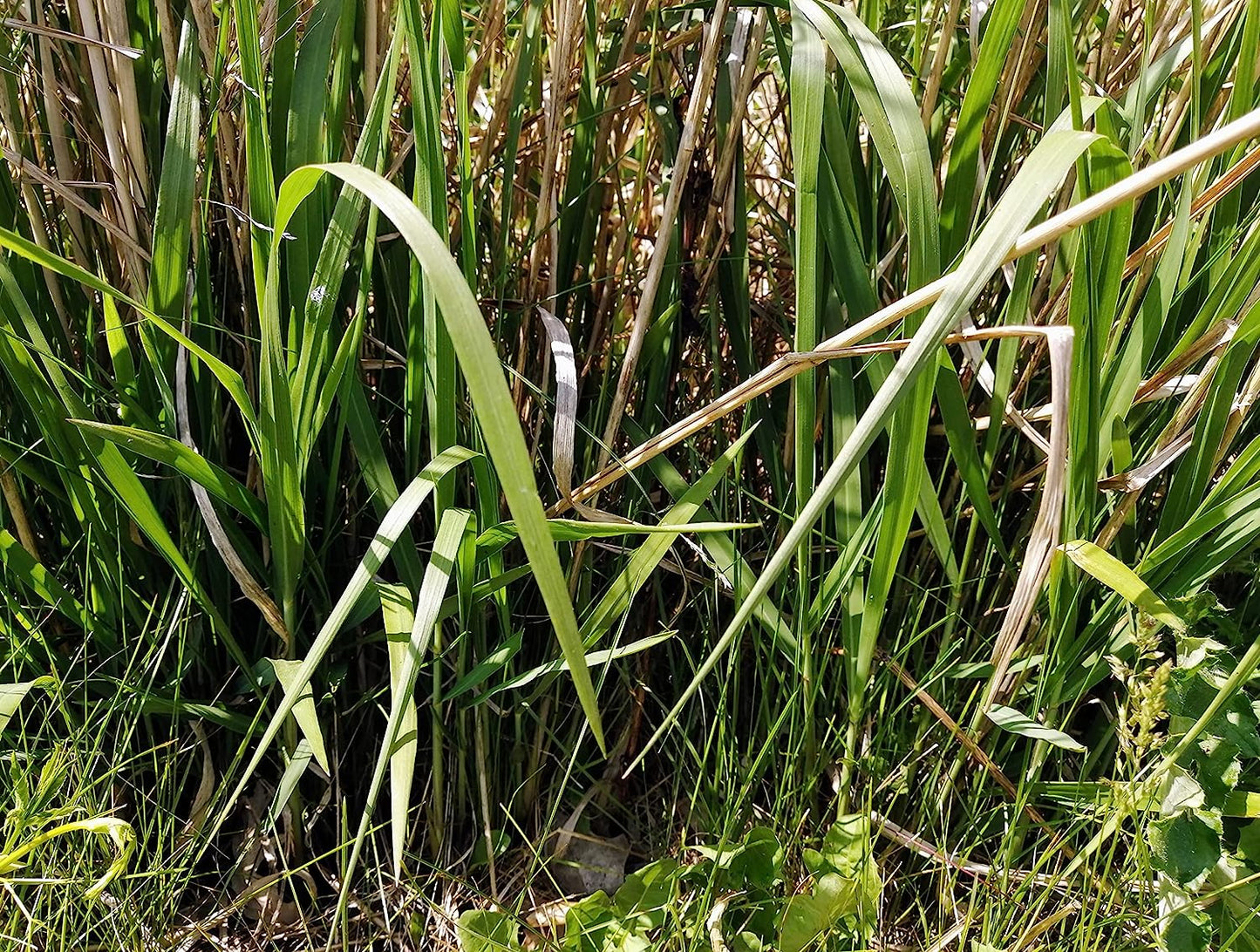 Hundredfold 1/2lb Switchgrass Switch Grass Seeds - Panicum virgatum Ornamental Bunch Grasses, Attract Birds, Valued for Native Garden & Wildflower Meadow