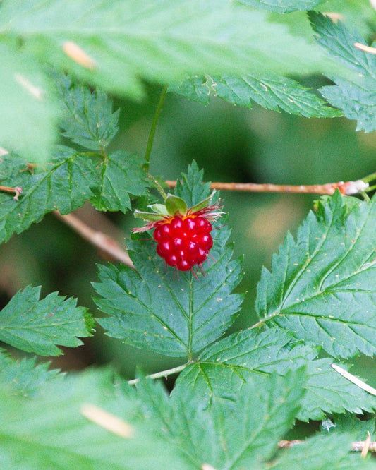 Hundredfold Salmonberry 20 Fruit Seeds - Rubus spectabilis British Columbia Native Shrub Sweet Salmon Berry