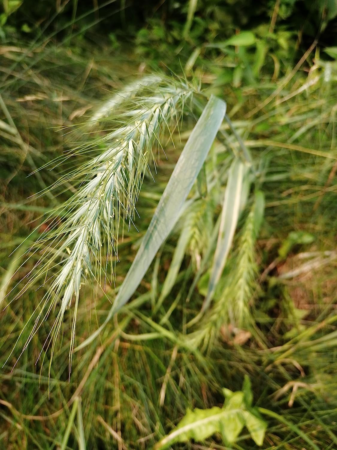 Graines d'Elyme sauvage du Canada au centuple 100 graines - Elymus canadensis Élyme sauvage indigène des prairies de l'Ontario, Élyme sauvage penché, parfait pour le contrôle de l'érosion ou comme graminée ornementale 