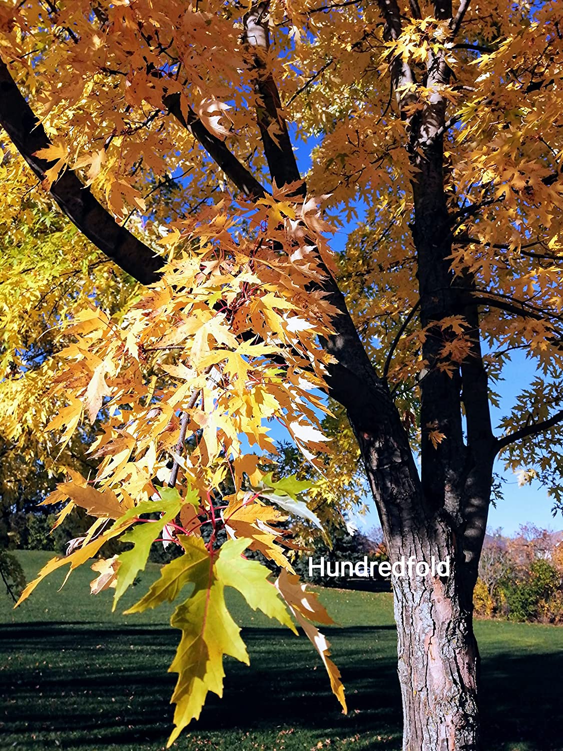 Érable argenté 10 graines - Acer saccharinum Érable doux, érable blanc, arbre indigène du Canada 