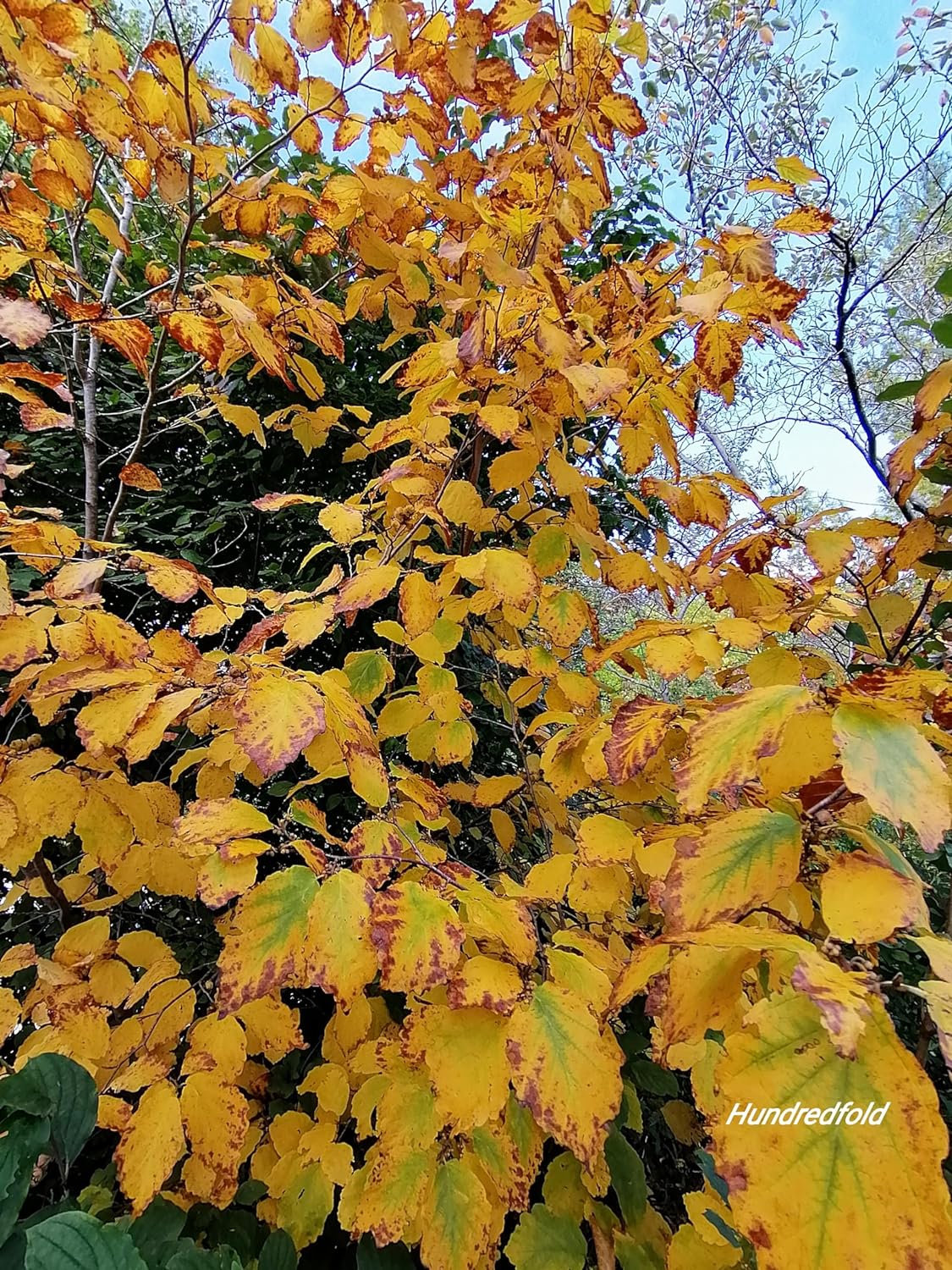 Hamamélis de Virginie, petit arbre à fleurs d'hiver centuples, 5 graines - Hamamelis virginiana Arbuste indigène de l'Ontario, Hamamélis d'Amérique, Noisetier cassant 