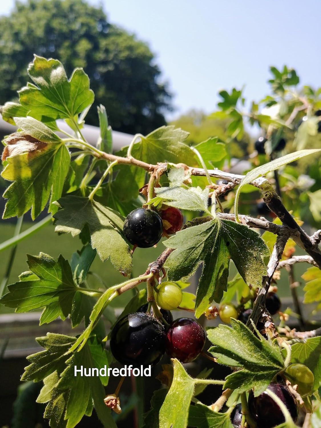 Golden Currant 20 Fruit Shrub Seeds - Ribes aureum Clove Current, Canada and USA Native, Produce Fragrant Flowers and Showy Fruits, Ornamental Bush | Hundredfold