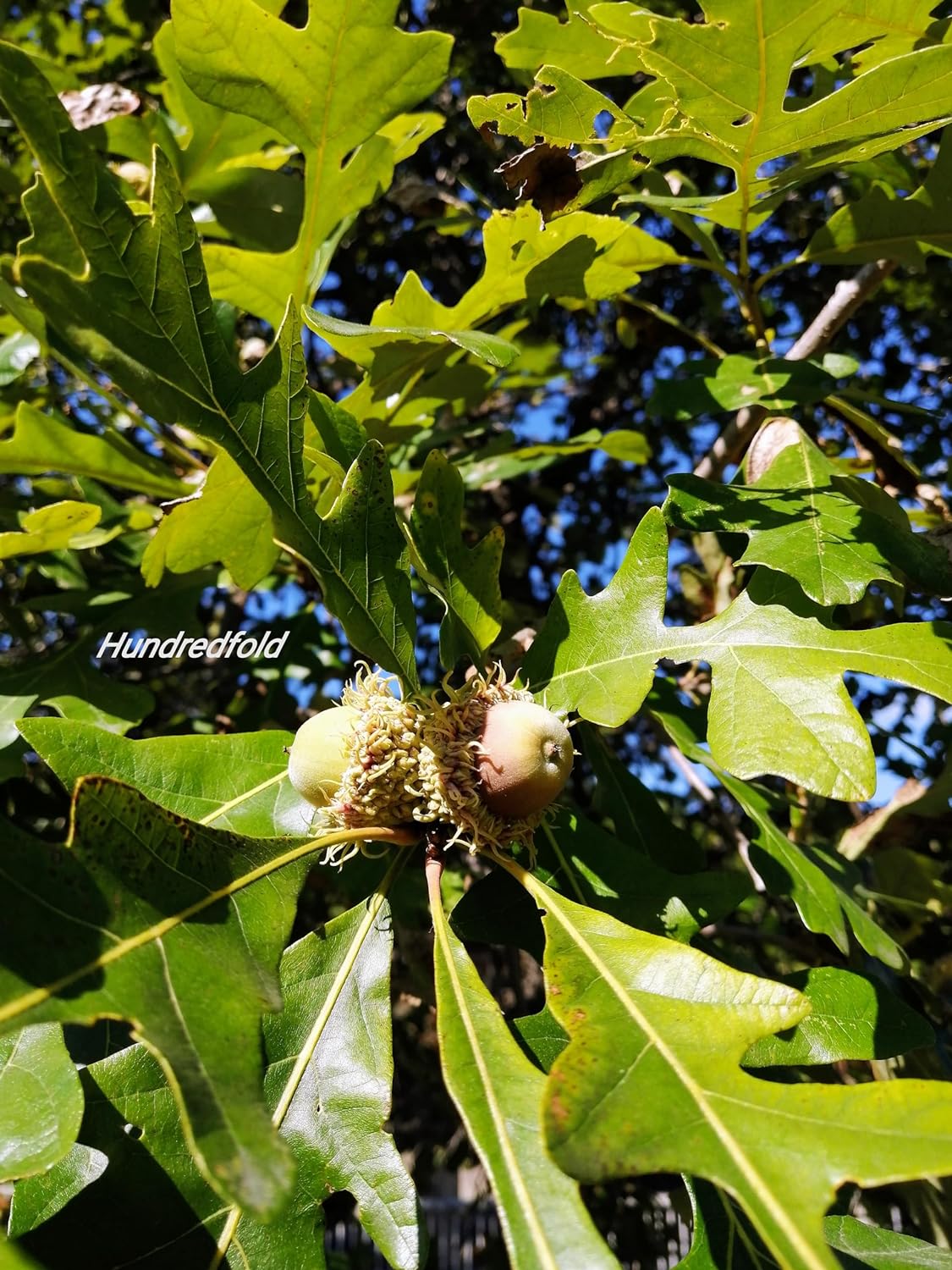 Hundredfold Swamp White Oak 100 Tree Nut Acorn Seeds - Quercus Bicolour North America Native, Bicolor Oak, Medium Specimen & Shade Tree, Beautiful Fall Color, Canada Grown