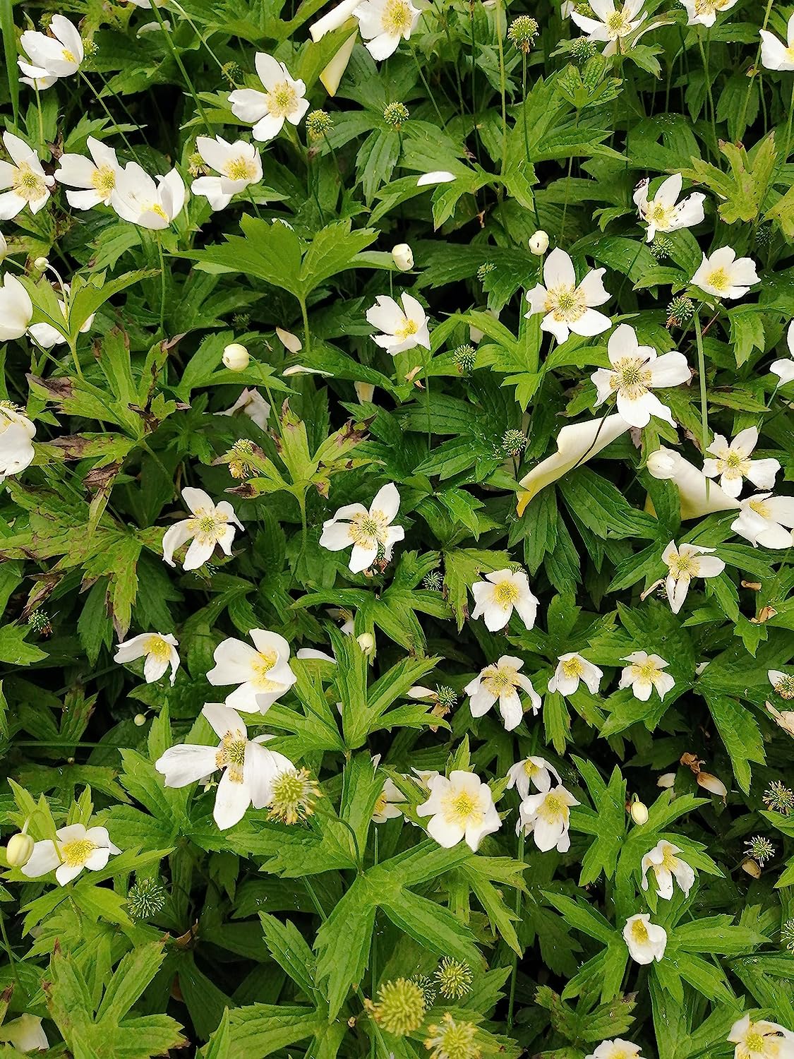 Graines de fleurs d'anémone canadienne au centuple 100 – Anémone Canadensis Fleur indigène Feuille ronde Dés à coudre Couvre-sol et alternative à la pelouse pour les zones ombragées 
