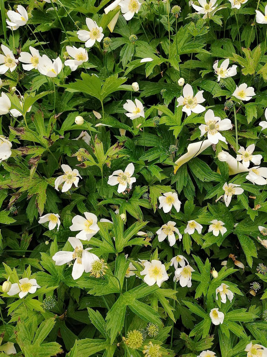 Hundredfold Canadian Anemone 100 Flower Seeds – Anemone Canadensis Native Flower Round-Leaf Thimbleweed Ground Cover and Lawn Alternative for Shade Areas