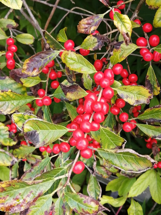 Hundredfold Common Winterberry 10 Seeds - Ilex verticillata Michigan Holly, Black Alder Winter Berry, Canada Native Shrub Attract Birds