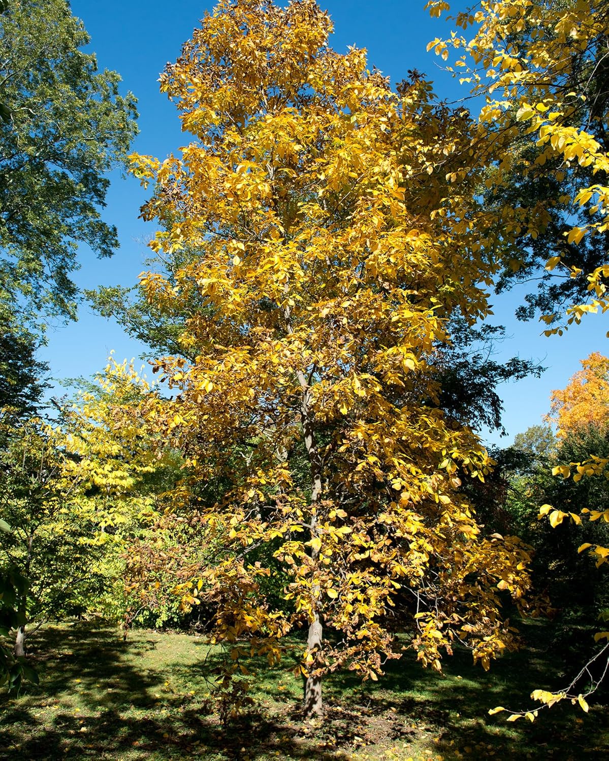 Graines d'arbres de noyer à écorce évasée centuple fraîches - Carya ovate Cultivé en Ontario, noix d'arbre indigène fraîche à planter, arbre d'ombrage 