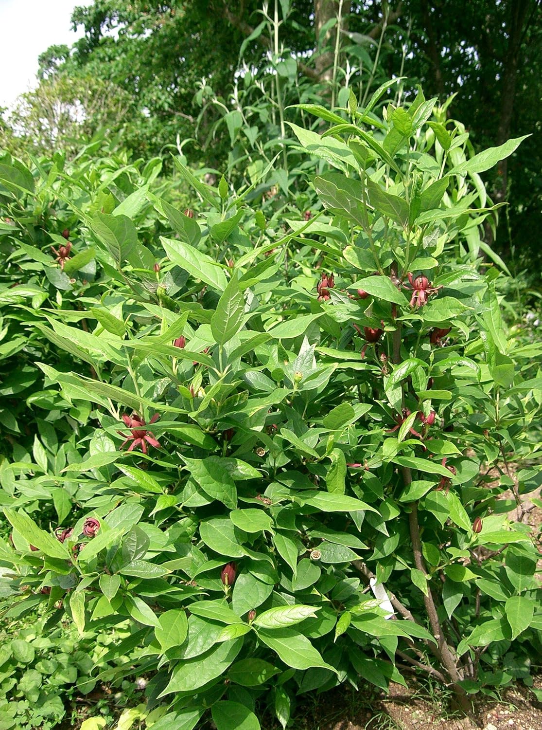 Piment de la Jamaïque de Caroline 10 graines - Calycanthus floridus Arbuste sucré de l'Est, fleurs parfumées qui attirent les abeilles et les papillons, planté comme spécimen ou haie de protection 