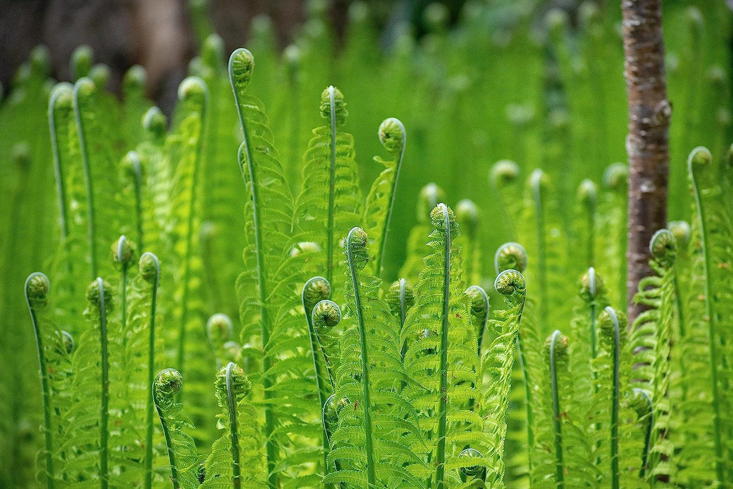 Hundredfold Ostrich Fern 1 Small Live Plant – Canada Native Woodland Perennial, Beautiful Foliage, Excellent for Bonsai, Patio, Balcony & Ground Cover
