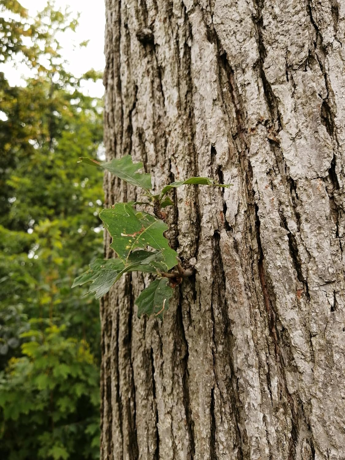 Hundredfold Swamp White Oak 4 Tree Nut Acorn Seeds - Quercus Bicolour North America Native, Bicolor Oak, Medium Specimen & Shade Tree, Beautiful Fall Color, Canada Grown