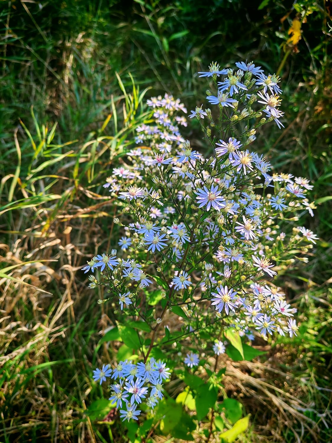 Aster bleu ciel, fleur sauvage, 200 graines - Aster azureus, Aster bleu ciel, Aster américain bleu ciel, Aster azur, fleur indigène de l'Ontario 