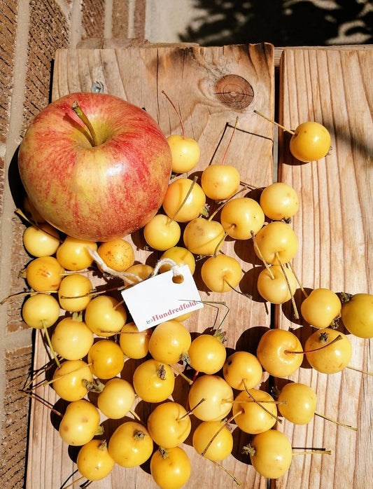 Wild Ontario Crabapples – Sunlit Golden Fruits Showing Their Petite Size Compared to a Gala Apple.