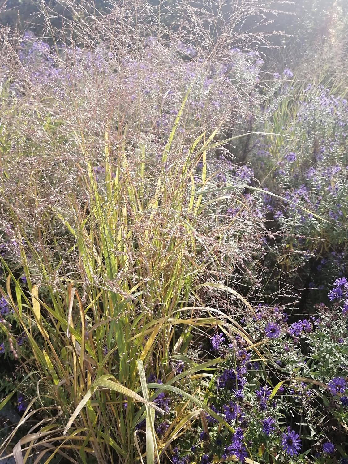 Graines de panicules Switchgrass 1/2 lb Hundredfold - Panicum virgatum Graminées ornementales en touffes, attirent les oiseaux, appréciées pour les jardins indigènes et les prairies de fleurs sauvages