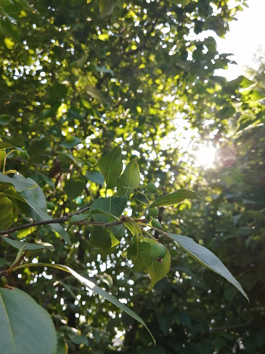 Hundredfold Nannyberry 10 graines d'arbustes/petits arbres - Viburnum lentago sans OGM, Viburnum doux, Nanny Berry Sheepberry, originaire du Canada, pour aménagement paysager comestible et parcelle alimentaire