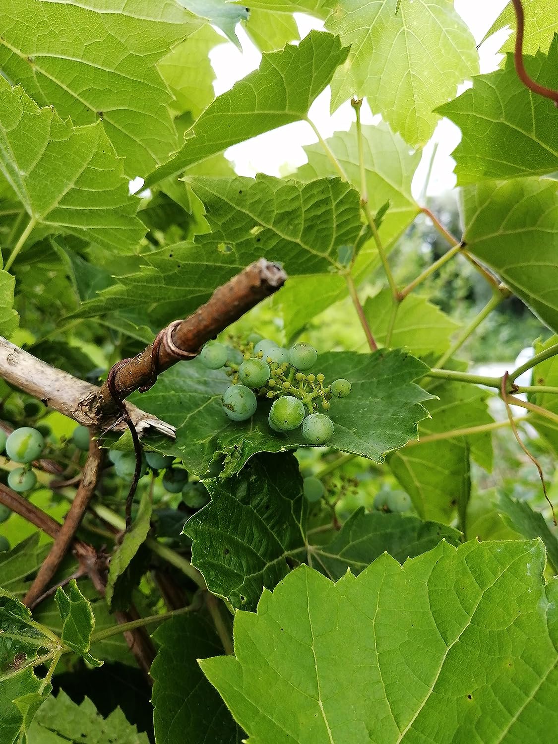 Riverbank Grape 10 Seeds - Vitis riparia Canada Wild Native Grape, Excellent for Food (Dolmades), Rootstock or Landscaping
