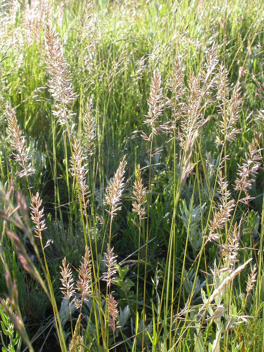 Prairie Junegrass June Grass 500 Seeds - Koeleria macrantha Canada Native Grass, Ornamental Grass, Lawn Alternative