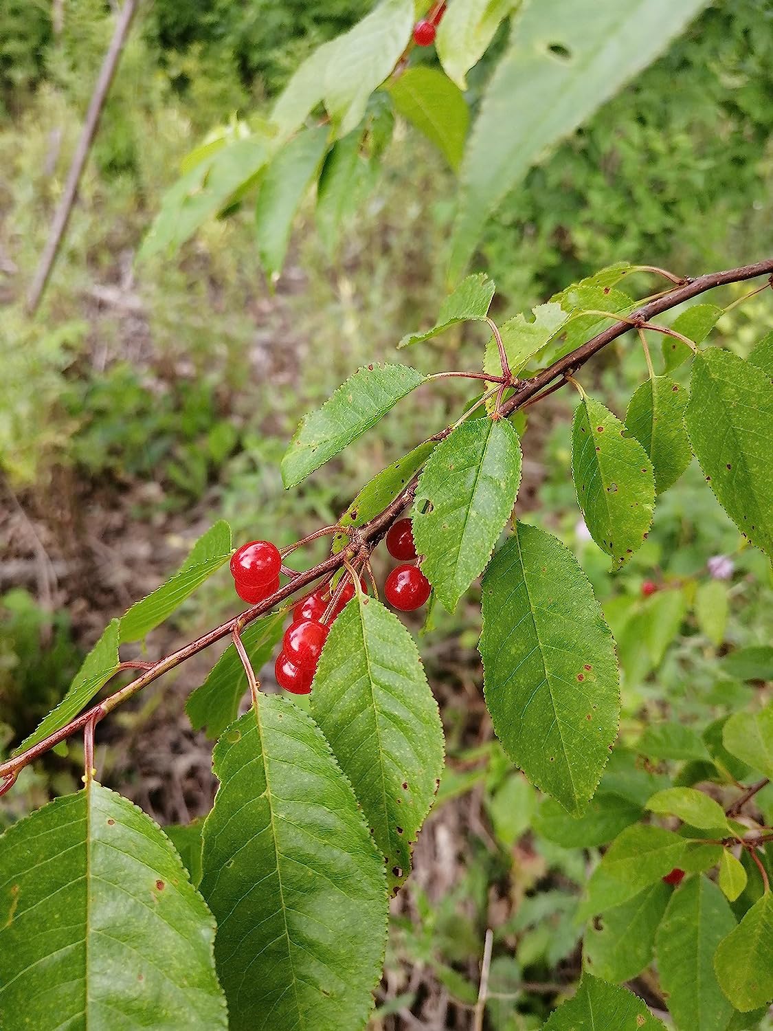 Hundredfold  Pin Cherry 10 Pin Cherry Seeds- Prunus pensylvanica Bird Cherry Fire Cherry Wild Cherry Canada Native Small Tree or Shrub