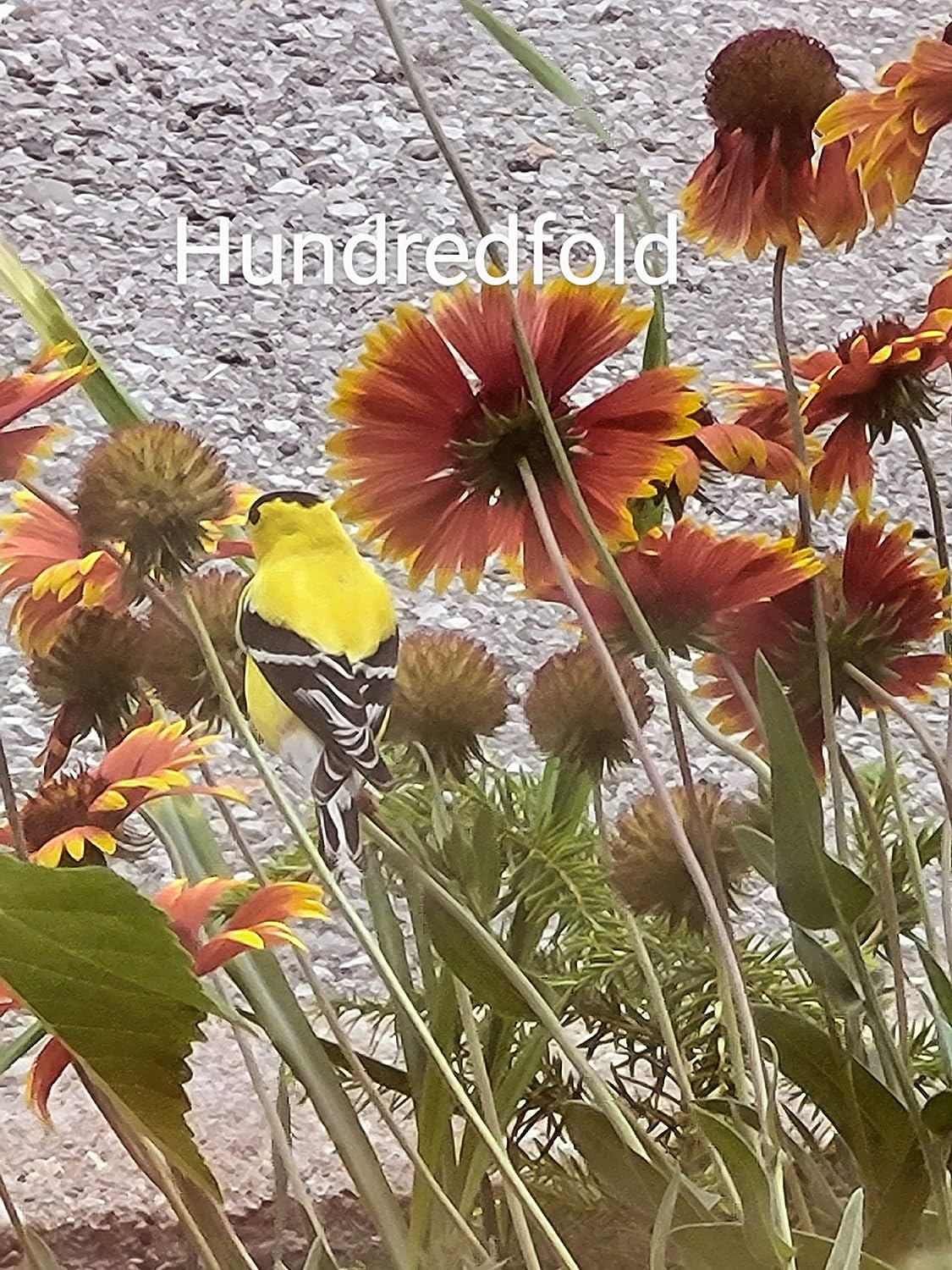 Gaillarde de Bourgogne au centuple 100 graines - Gaillardia aristata Blanket Flower, fleur indigène des prairies, plante vivace rustique, parfaite pour les abeilles et les jardins de fleurs sans soucis, emballée et expédiée au Canada 