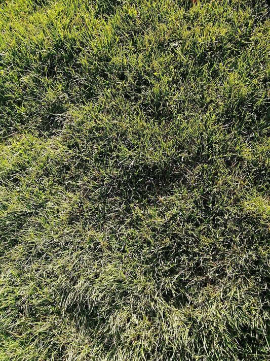 Cent fois 2 lb (908 g) de graines de fétuque ovine - Festuca ovina Fétuque fine pour une pelouse économe en eau, sans tonte et nécessitant peu d'entretien, graines pures sans remplissage 