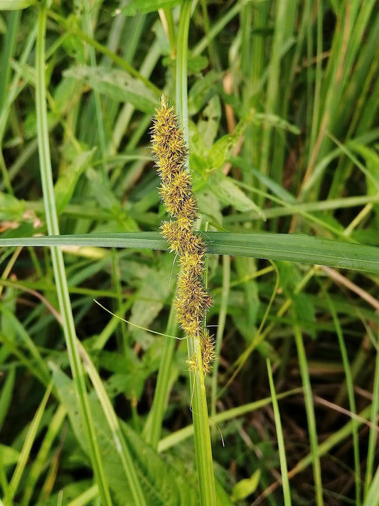 Centuple 500 graines de carex renard - Carex Canada Prairie Native Perennial, idéal pour les zones humides, les jardins pluviaux ou les couvre-sols dans les zones ombragées 