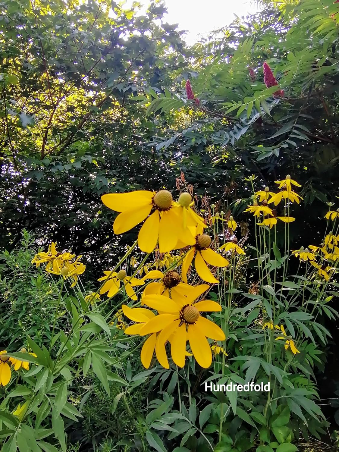 Échinacée à tête grise centuple 500 graines - Ratibida pinnata Fleur sauvage indigène du Canada, Échinacée jaune, Chapeau mexicain à tête grise 