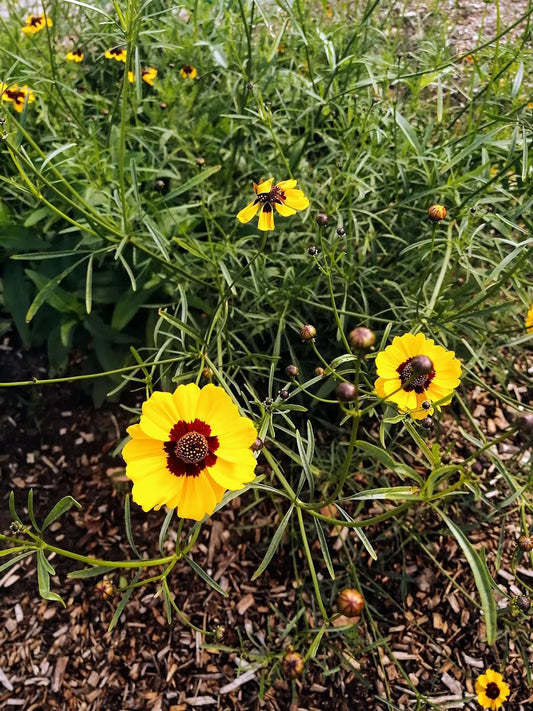 500 graines de Coreopsis des plaines centenaires - Coreopsis tinctoria Golden Tickseed, Goldenwave, produit des fleurs prolifiques et voyantes 