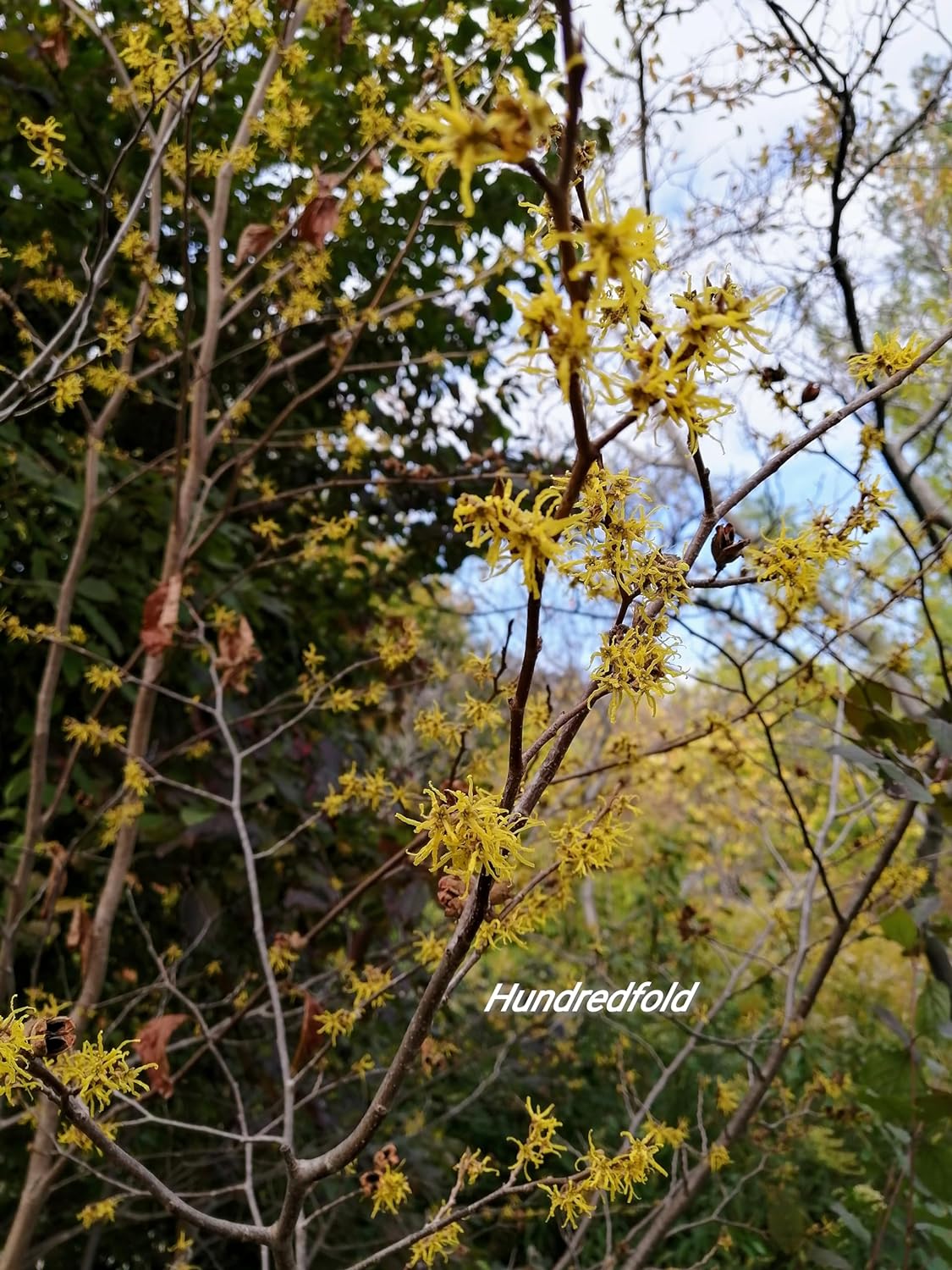 Hamamélis de Virginie, petit arbre à fleurs d'hiver centuples, 5 graines - Hamamelis virginiana Arbuste indigène de l'Ontario, Hamamélis d'Amérique, Noisetier cassant 