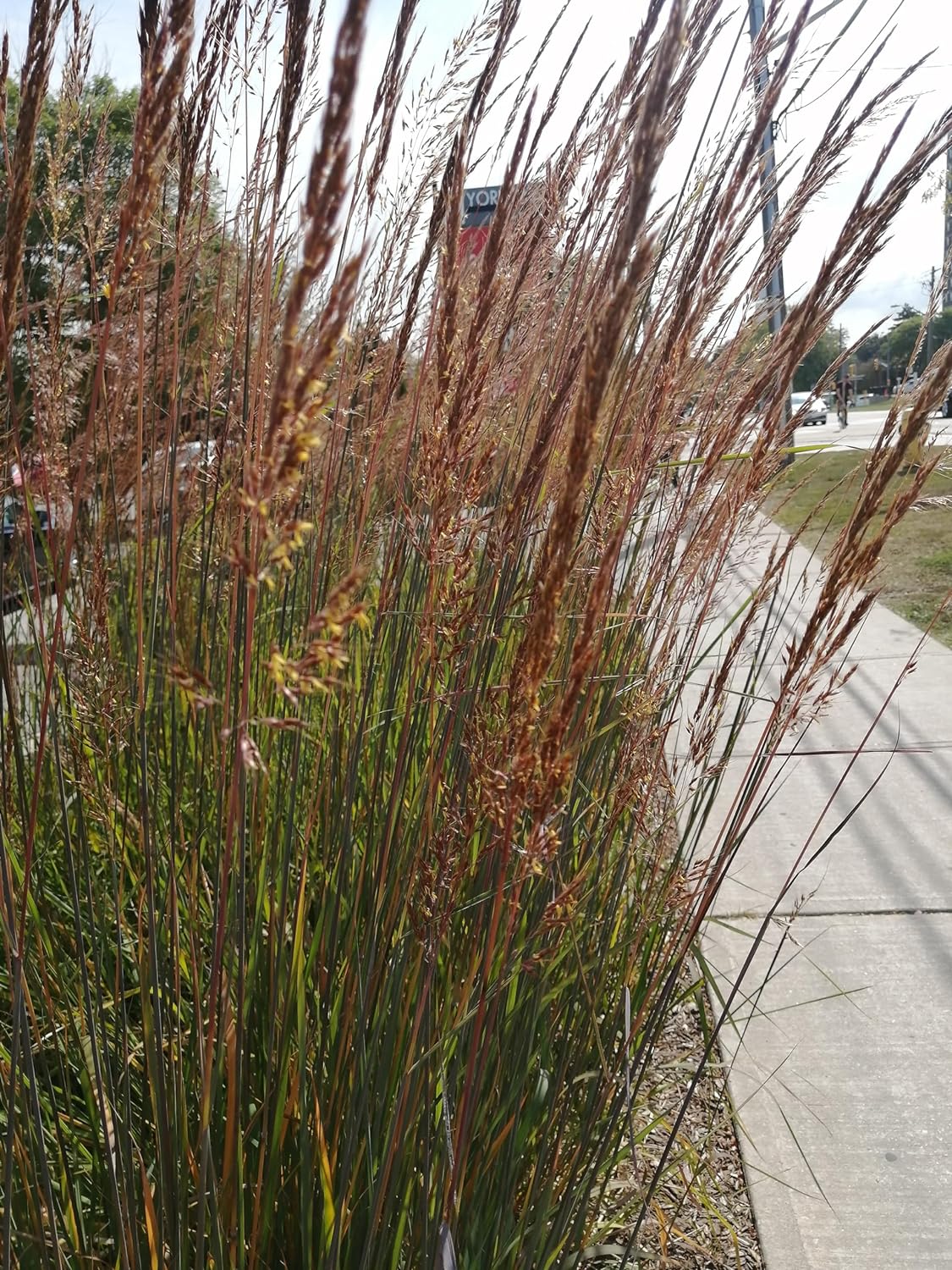 Centuple 500 graines d'herbe indienne - Sorghastrum nutans Herbe indienne Graminées ornementales en touffes, herbe indienne jaune, attire les oiseaux, appréciée pour les jardins indigènes et les prairies de fleurs sauvages 